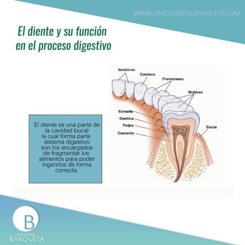 El diente, su función y su proceso de nutrición