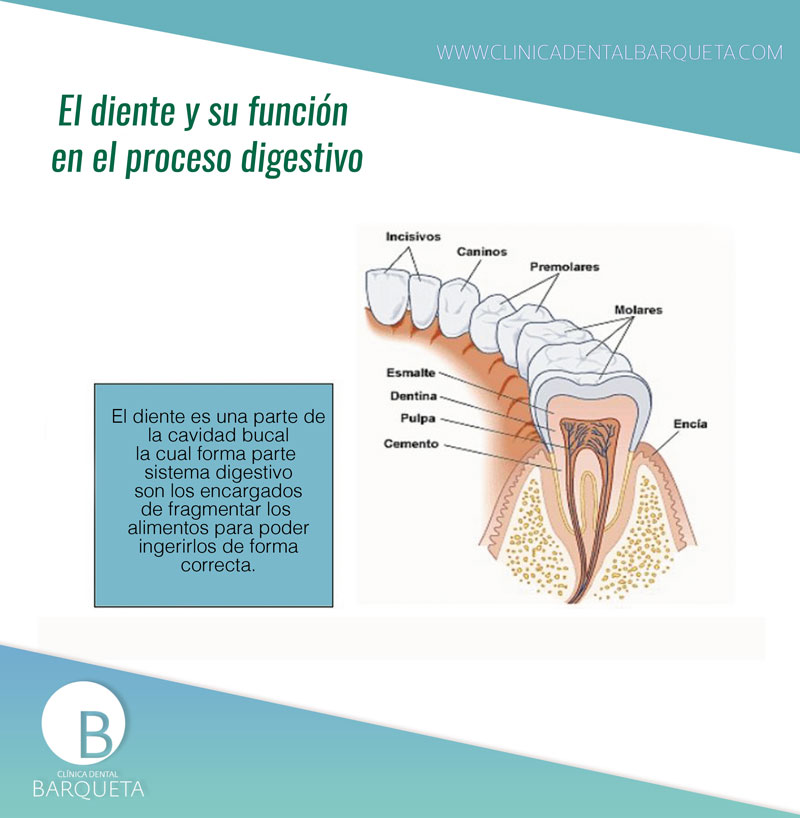 Será Arqueólogo Ensangrentado El diente, su función y su proceso de nutrición - Clínica Barqueta